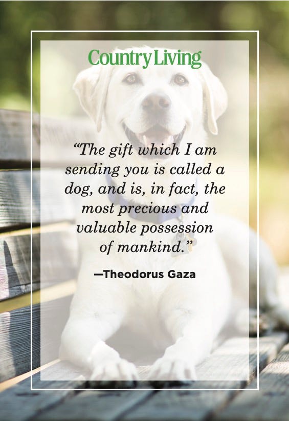 dog quotes theodorus gaza