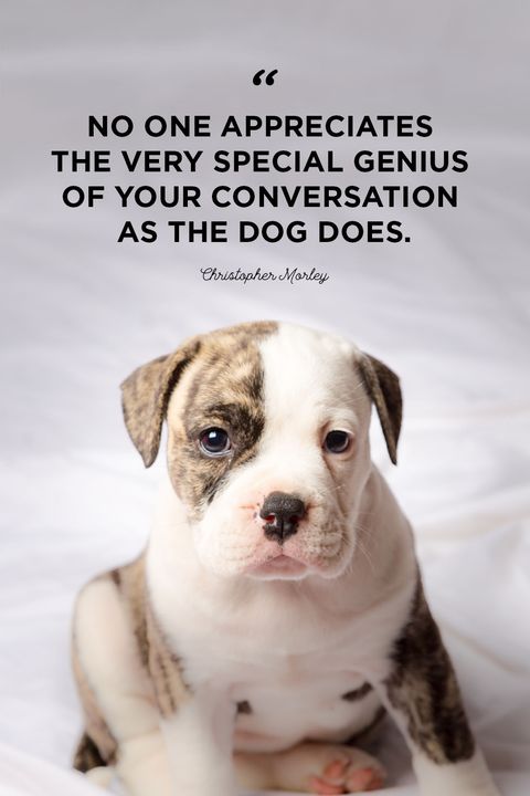 what is so special about dogs