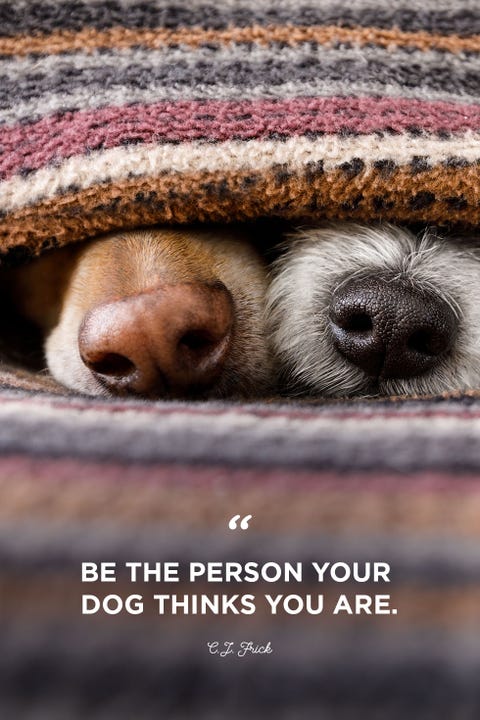 40 Best Dog Quotes - Cute, Sweet Quotes About Dogs 40 Best Dog Quotes - Cute, Sweet Quotes About Dogs