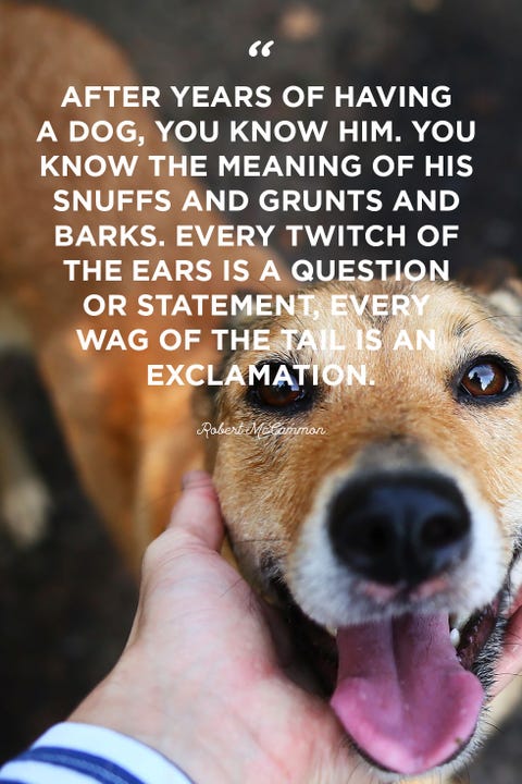 40 Best Dog Quotes - Cute, Sweet Quotes About Dogs 40 Best Dog Quotes - Cute, Sweet Quotes About Dogs