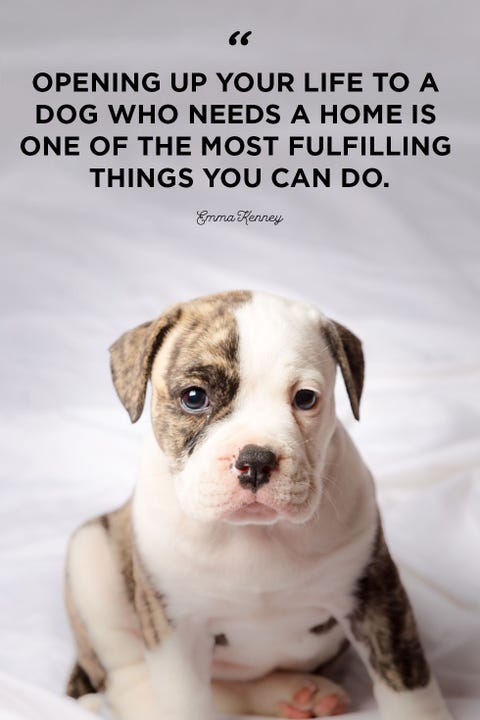 40 Best Dog Quotes - Cute, Sweet Quotes About Dogs 40 Best Dog Quotes - Cute, Sweet Quotes About Dogs