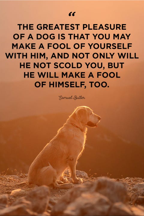 40 Best Dog Quotes - Cute, Sweet Quotes About Dogs 40 Best Dog Quotes - Cute, Sweet Quotes About Dogs