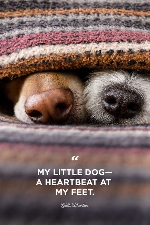 40 Best Dog Quotes - Cute, Sweet Quotes About Dogs 40 Best Dog Quotes - Cute, Sweet Quotes About Dogs