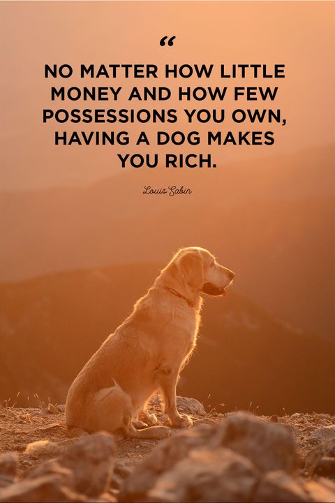 Dog Quotes How little