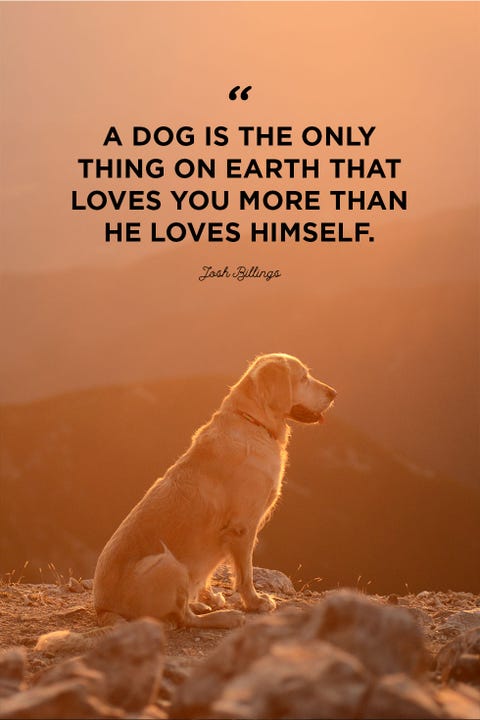 40 Best Dog Quotes - Cute, Sweet Quotes About Dogs 40 Best Dog Quotes - Cute, Sweet Quotes About Dogs