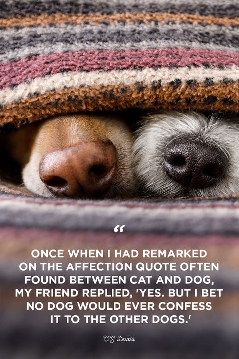 40 Best Dog Quotes - Cute, Sweet Quotes About Dogs 40 Best Dog Quotes - Cute, Sweet Quotes About Dogs