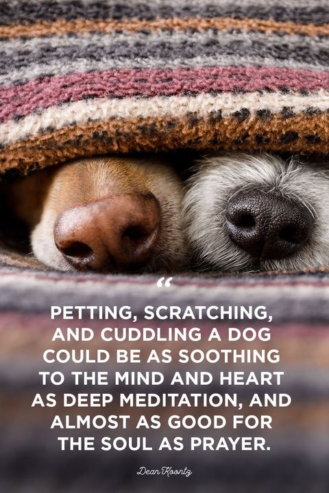 40 Best Dog Quotes - Cute, Sweet Quotes About Dogs