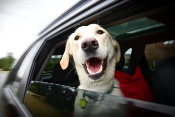 dog road trip essentials