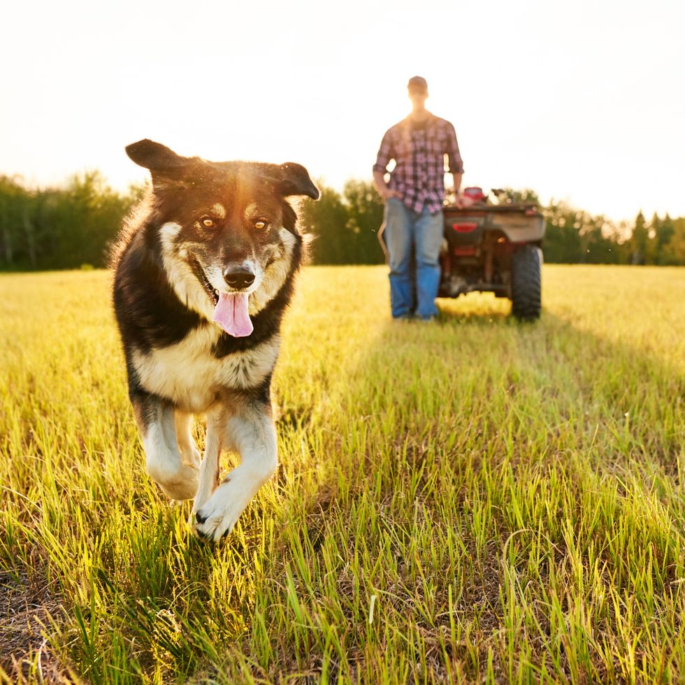 country dog names dog running with owner and tractor behind
