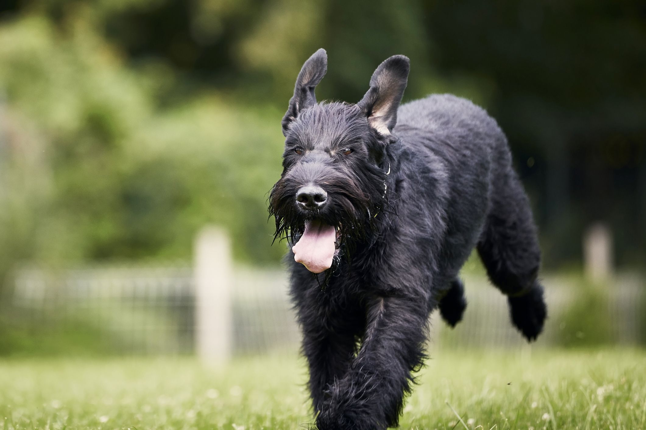 Large terrier sale breed