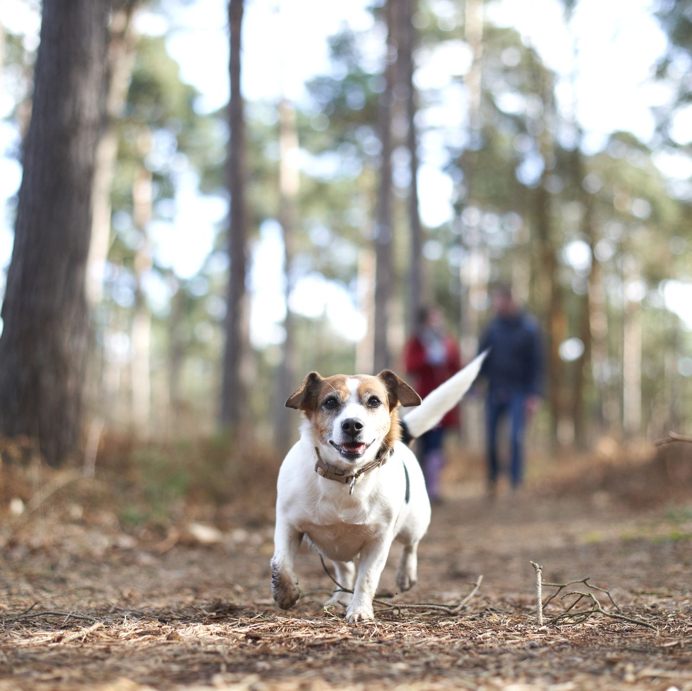 owners can walk their dogs more than once a day, says new government advice