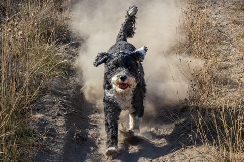dog running on a dust dirt trail in the desert osoyoos canada