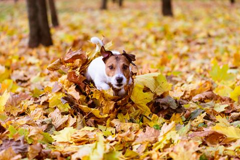 dog running through heap of colorful autumn maple leaves