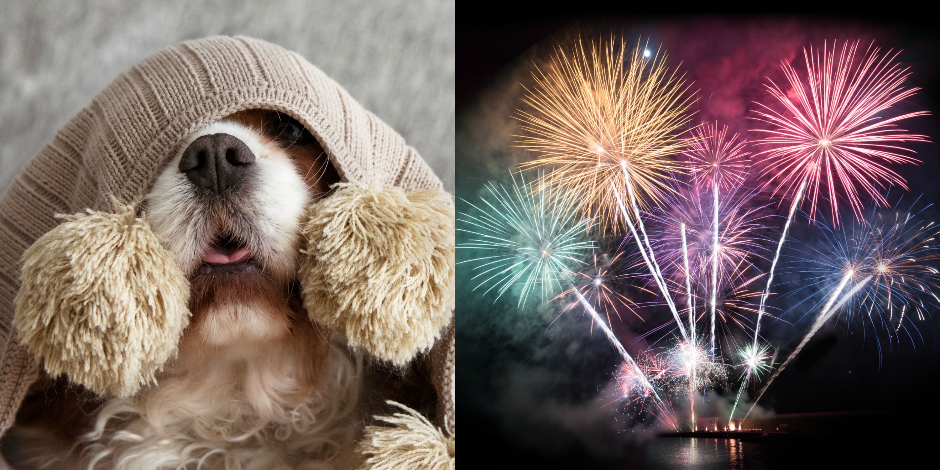 why do dogs hate fireworks