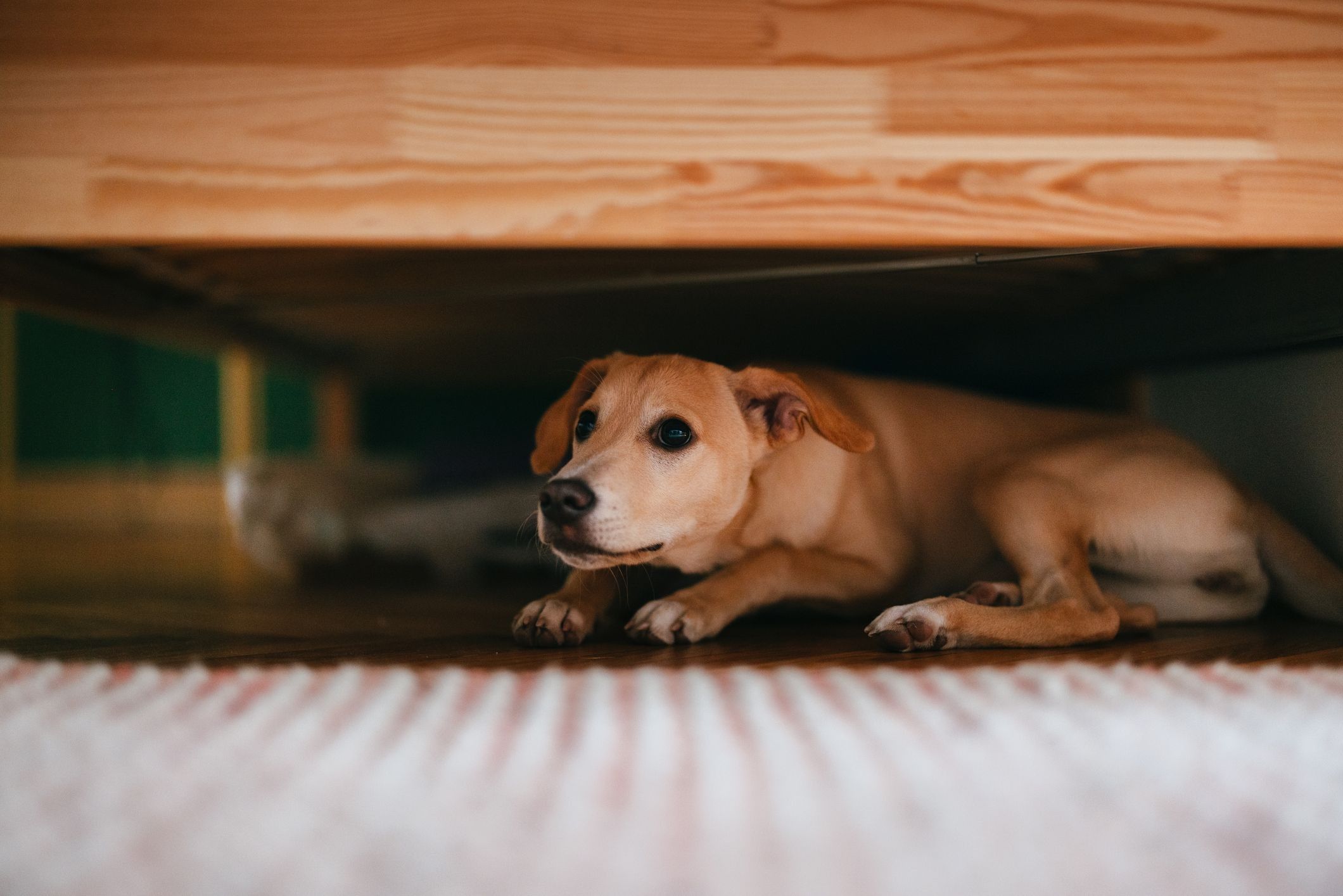 Dog afraid of thunder best sale