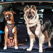 dog seat belts best 2020