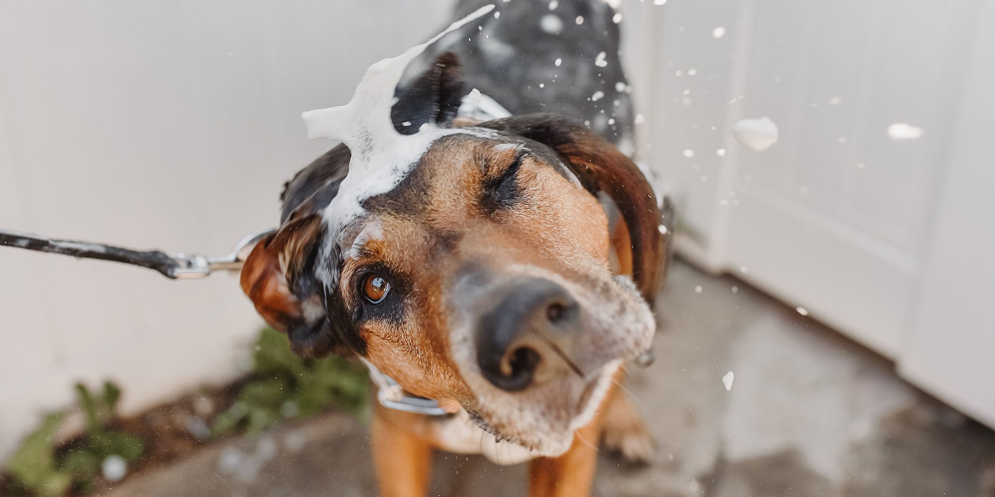 11 Best Dog Shampoos For 2020 - Top Dog Shampoo Brands