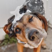 dog shaking off soap suds