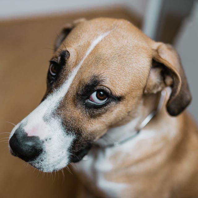 Dog Side-Eye: What Dog Side-Eye Means