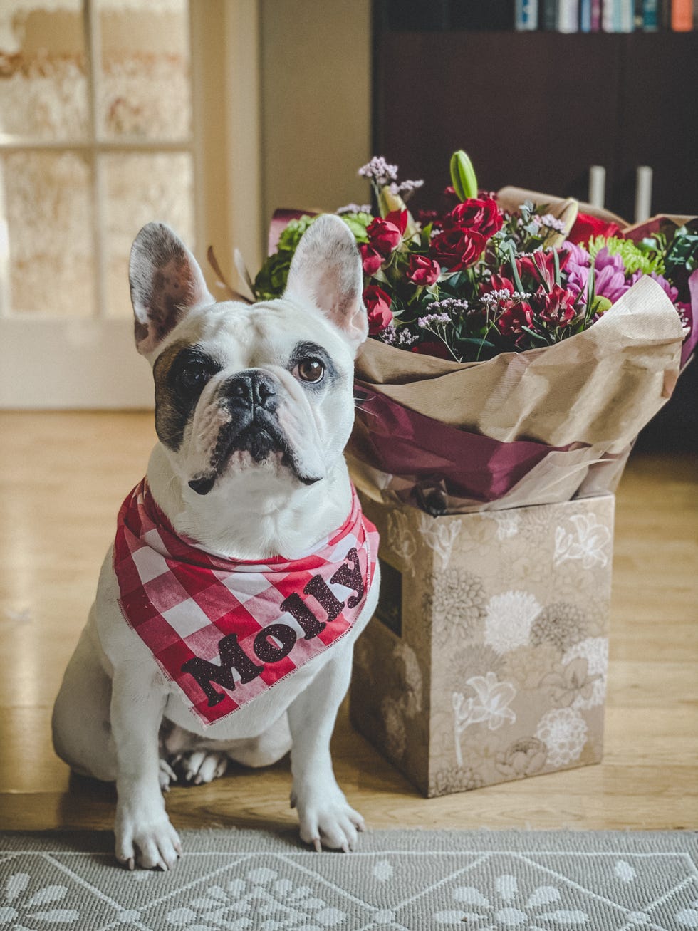 dog sits next to bouquet of flower