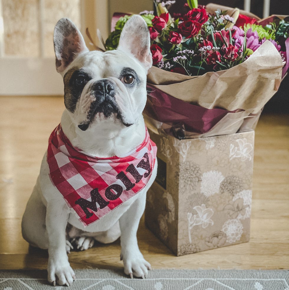 Dog sits next to bouquet of flower dog sits next to bouquet of flower