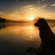 dog sitting by a lake shore at sunrise