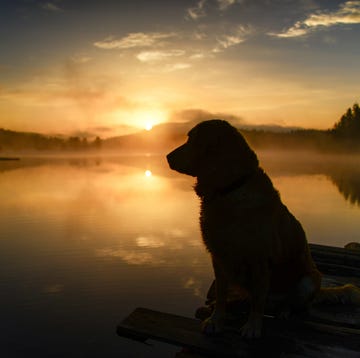 Dog sitting by a lake shore at sunrise dog sitting by a lake shore at sunrise