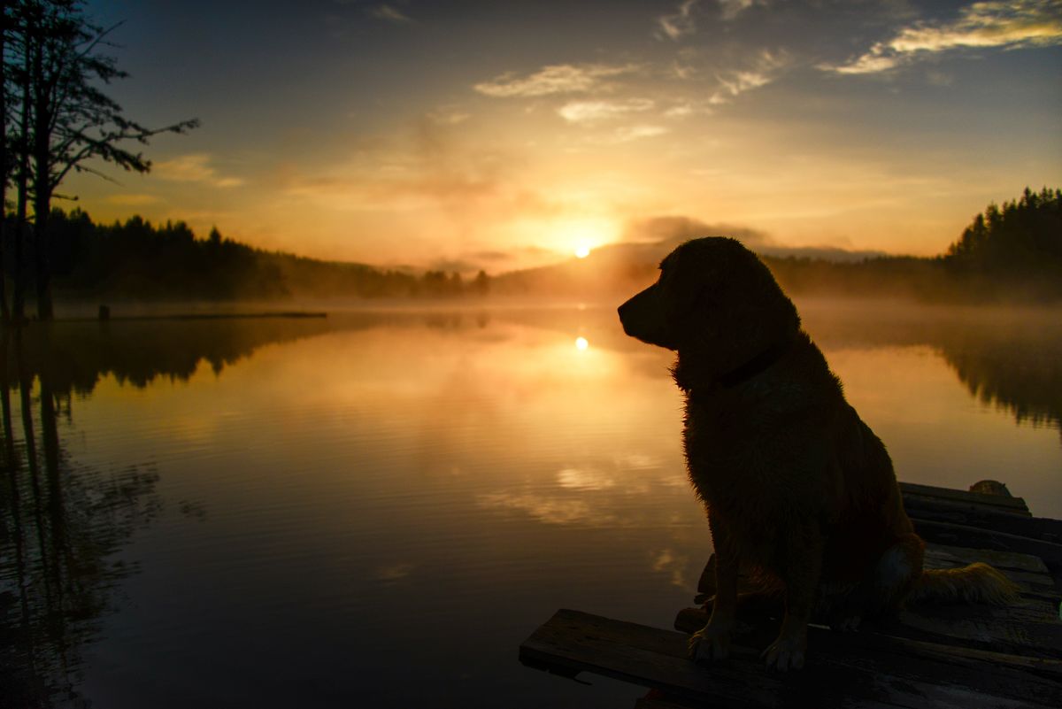 dog sitting by a lake shore at sunrise