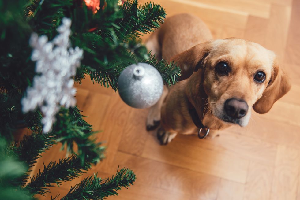 Dog sitting by the christmas tree