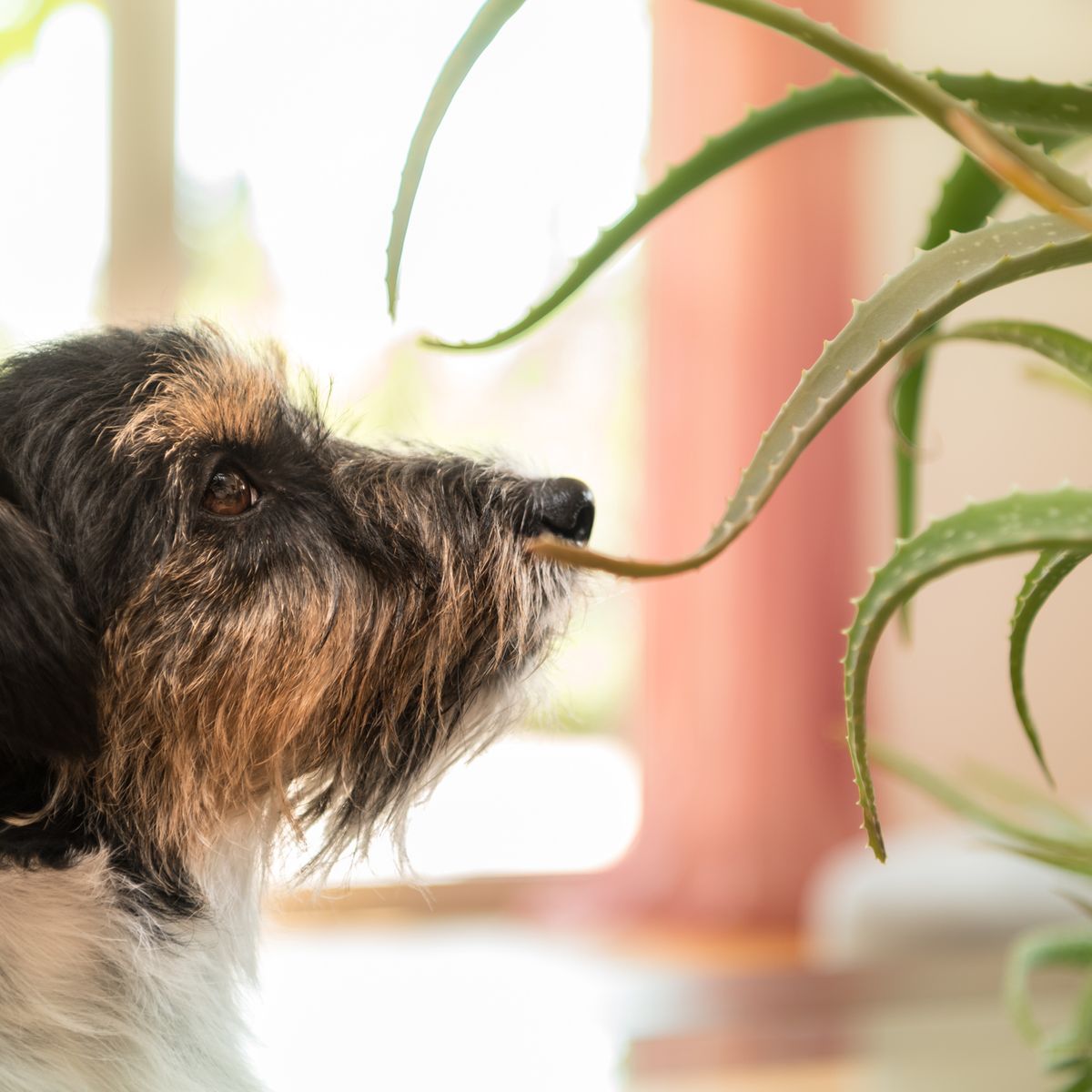 Plants That are Toxic for Dogs