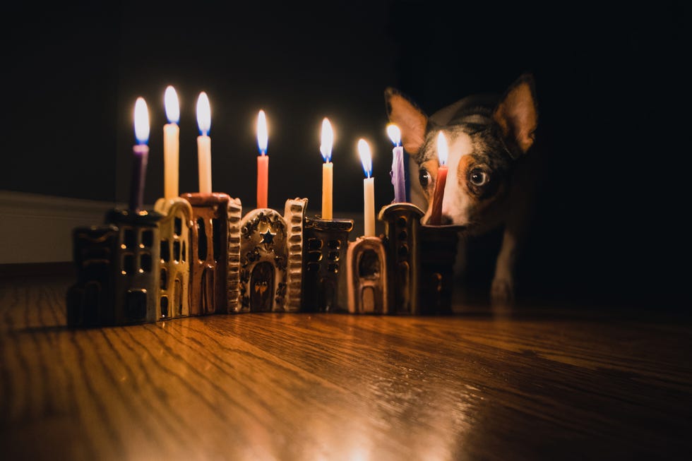 dog sitting next to lit hanukkah menorah
