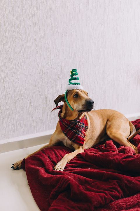dog sitting on a blanket wearing a christmas party hat unhappily