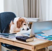 a dog sitting on a chair at a table with laptop in home office
