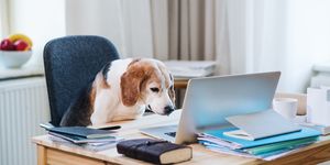 a dog sitting on a chair at a table with laptop in home office