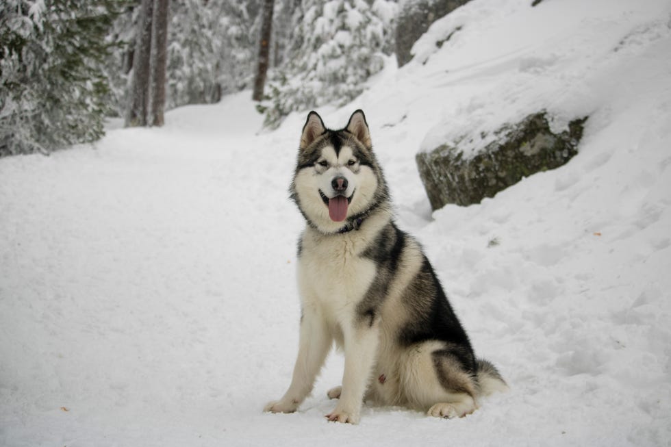 dog sitting on snow covered field