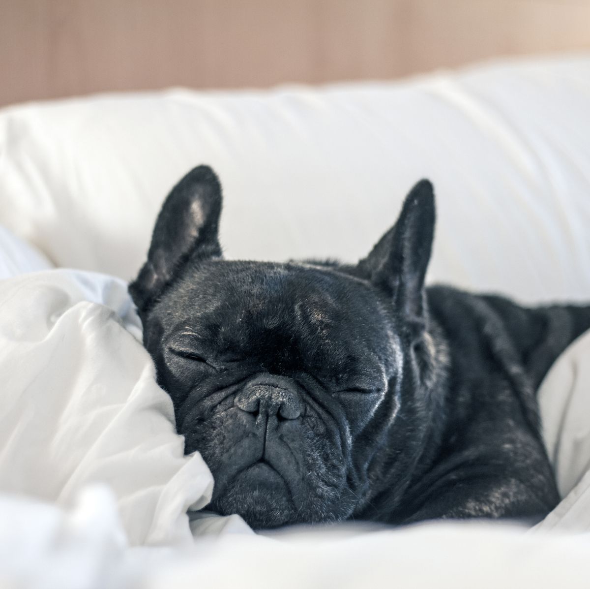 7 razones por las que necesitas una cama de perro con funda