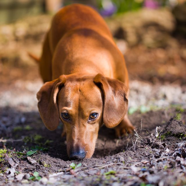 dachshund dog sniffing dirt and staring at camera