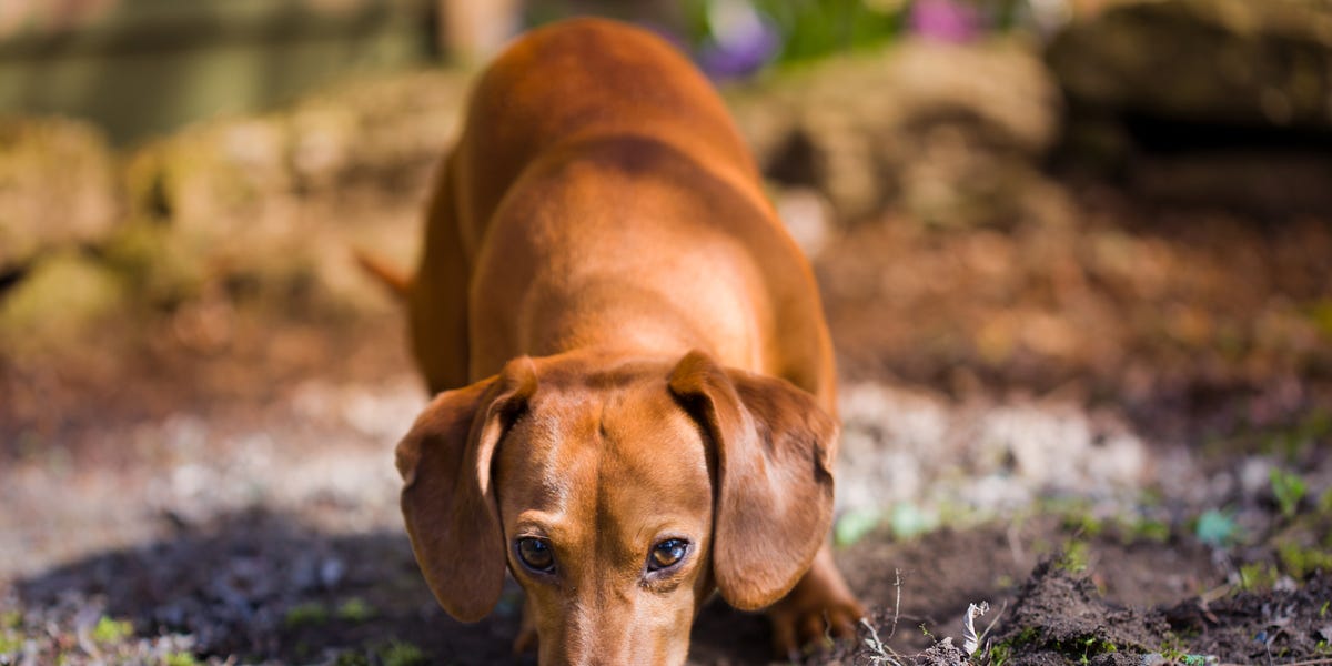 This Effortless Schooling System Could Improve Your Dog’s Behaviour