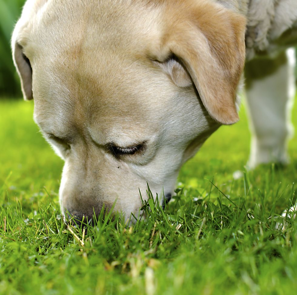 Зачем собака есть траву. Собака нюхает. Собака ест траву. Собака ест зелень. Щенки щиплют траву.