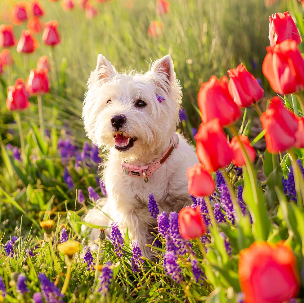 westie dog enjoying spring