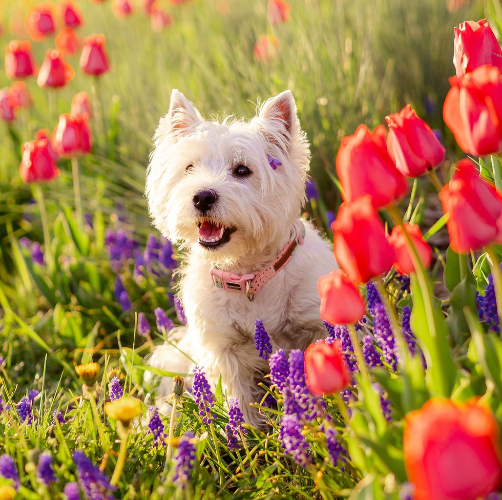 westie dog enjoying spring