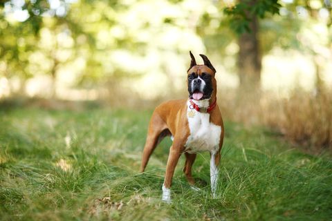 boxer dog standing in tall grass