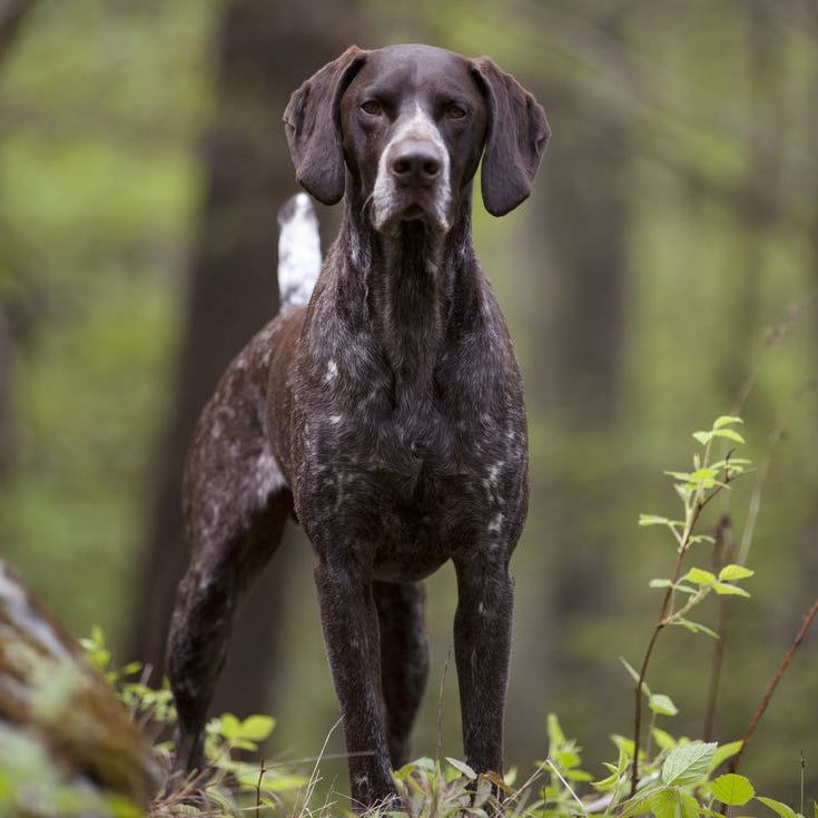 german shorthaired pointer