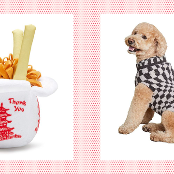 a dog sitting in a sweat and a chinese takeout dog toy