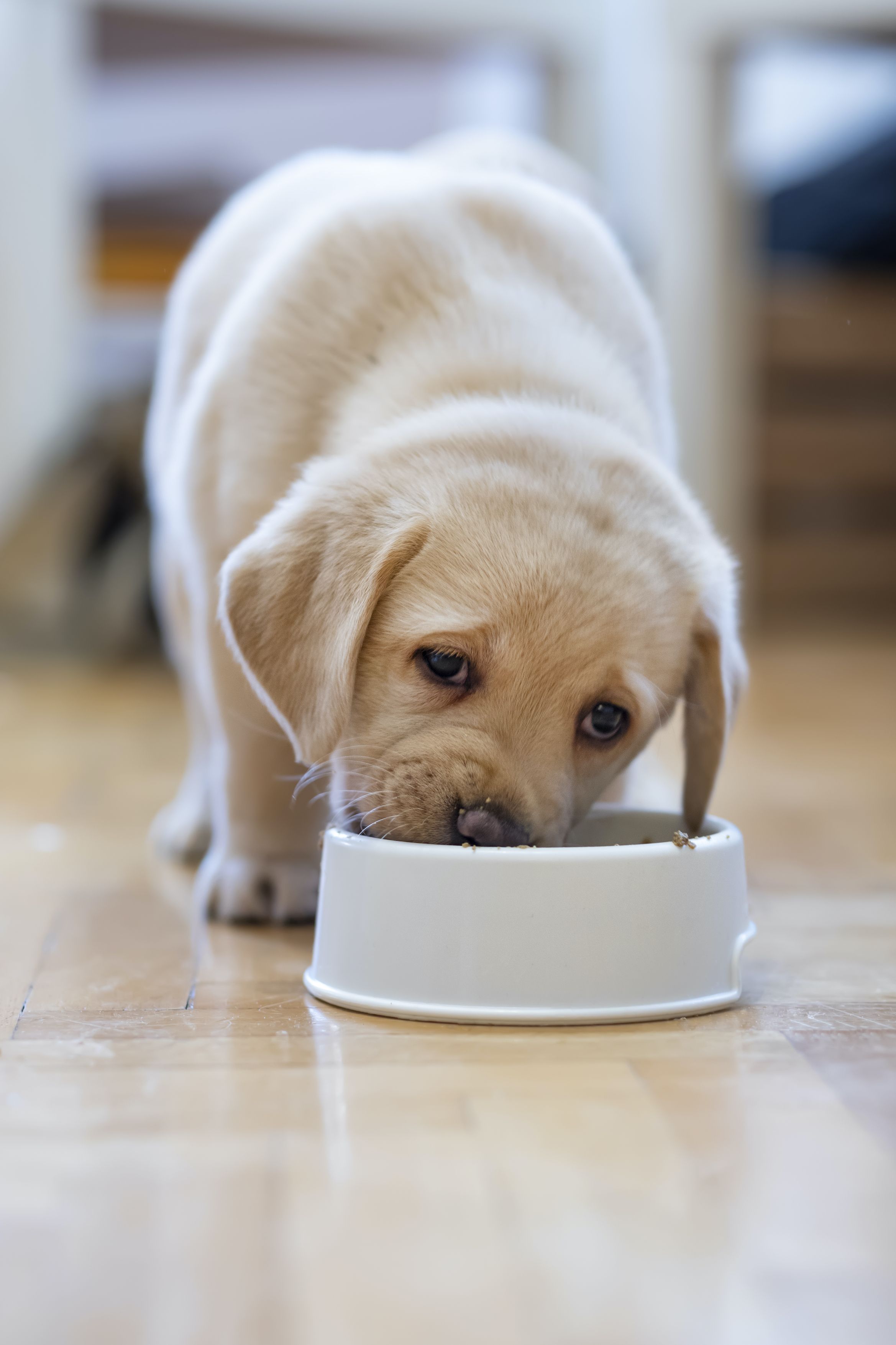 what happens when a dog stops eating