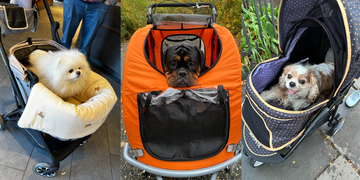 best dog strollers of 2025