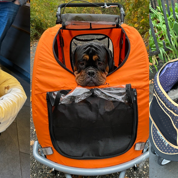 best dog strollers of 2025 best dog strollers of 2025