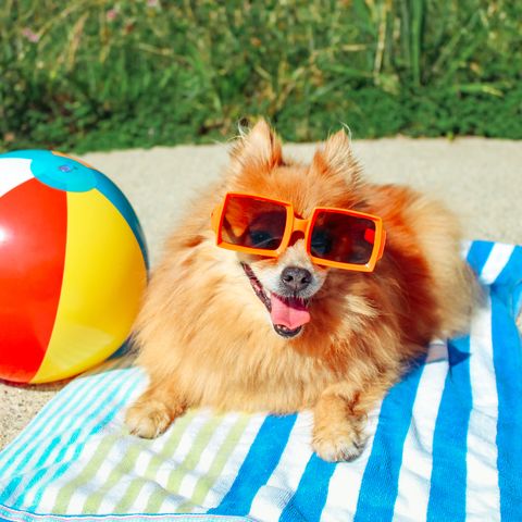 pomeranian dog in the sun with sunglasses