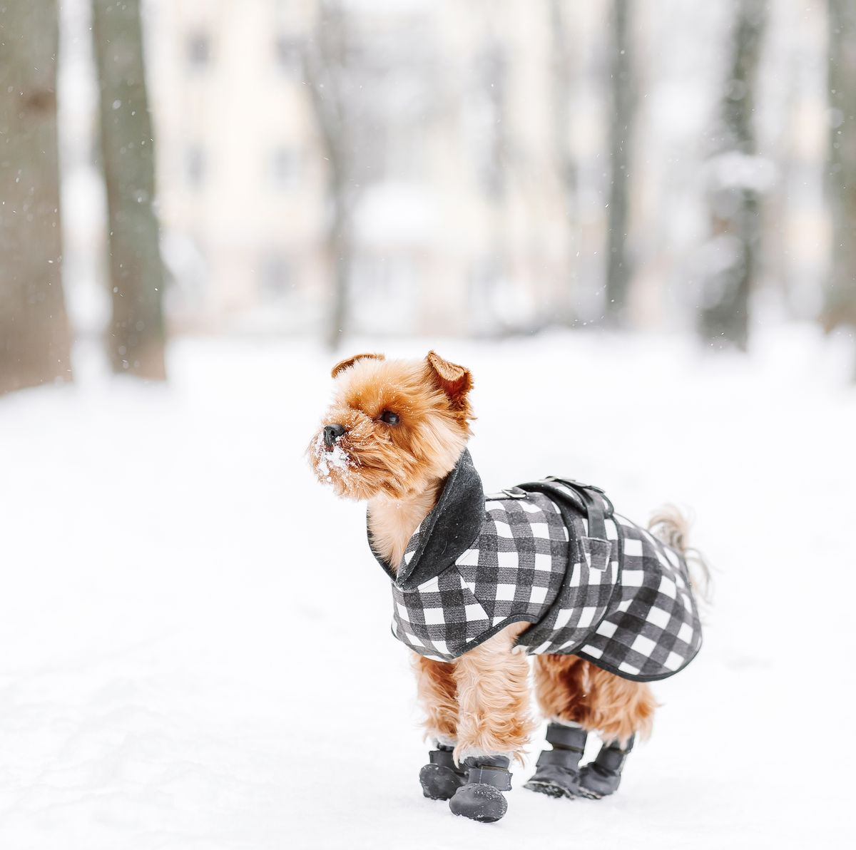 Are Dog Boots Good For Your Pet?