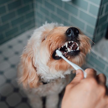 dog tooth brush